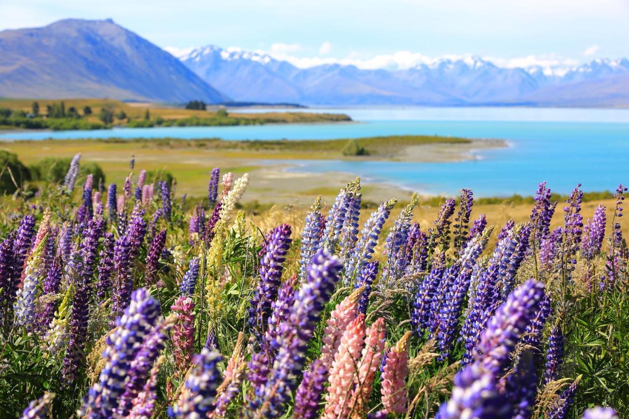 Galaxy Boutique Hotel Lake Tekapo Exterior photo Lupine flowers at Lake Tekapo